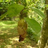 Gmelina philippensis Cham.